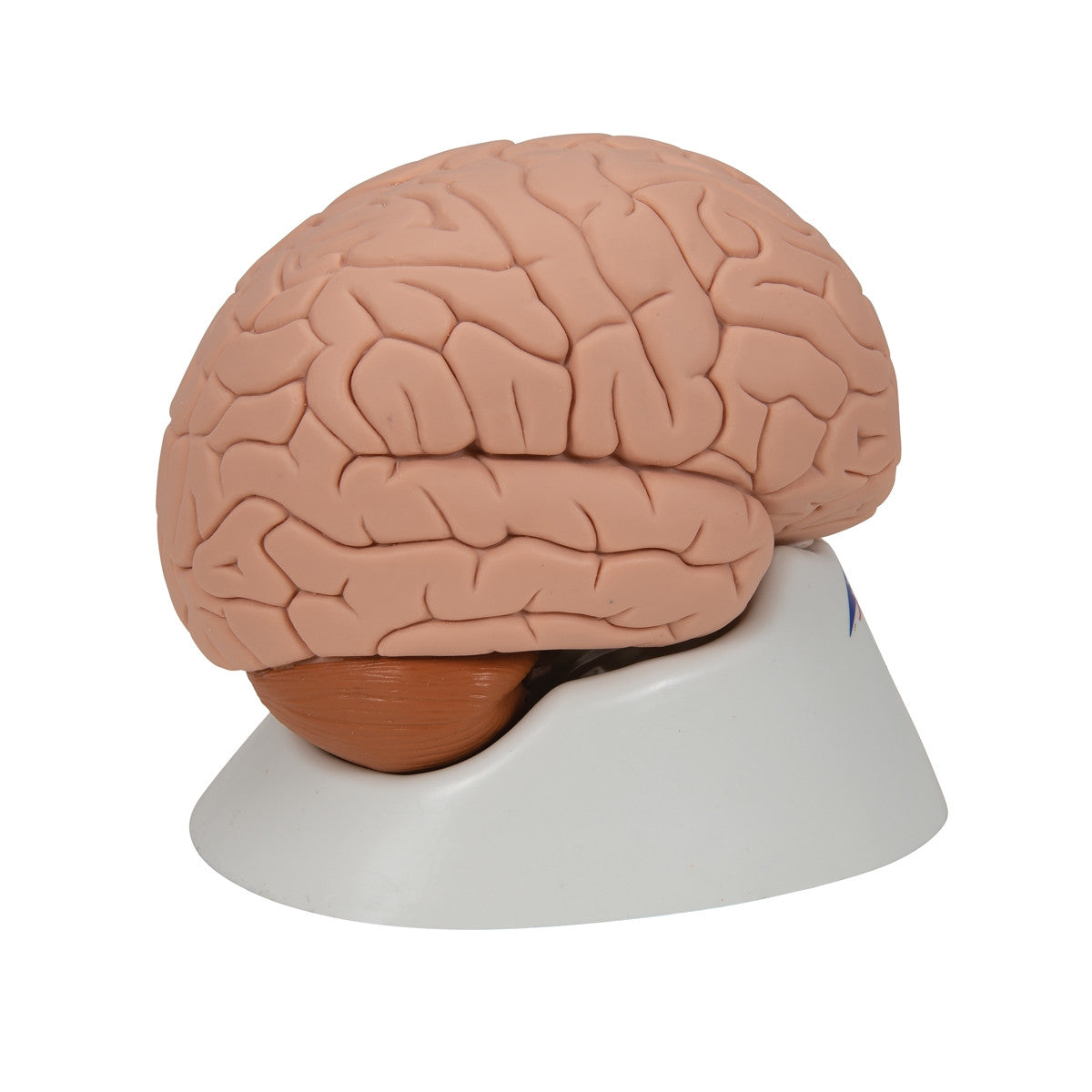 Brain Anatomical Model (2 part)