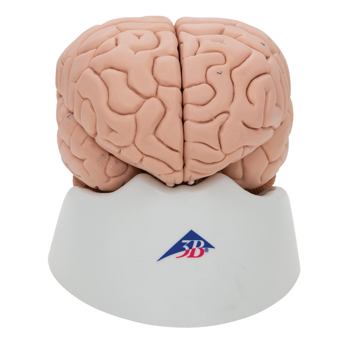 Brain Anatomical Model (8 part)