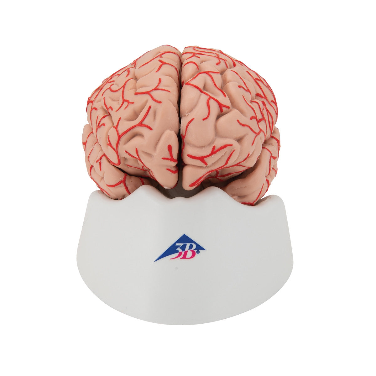 Brain with Arteries Model (9 part)