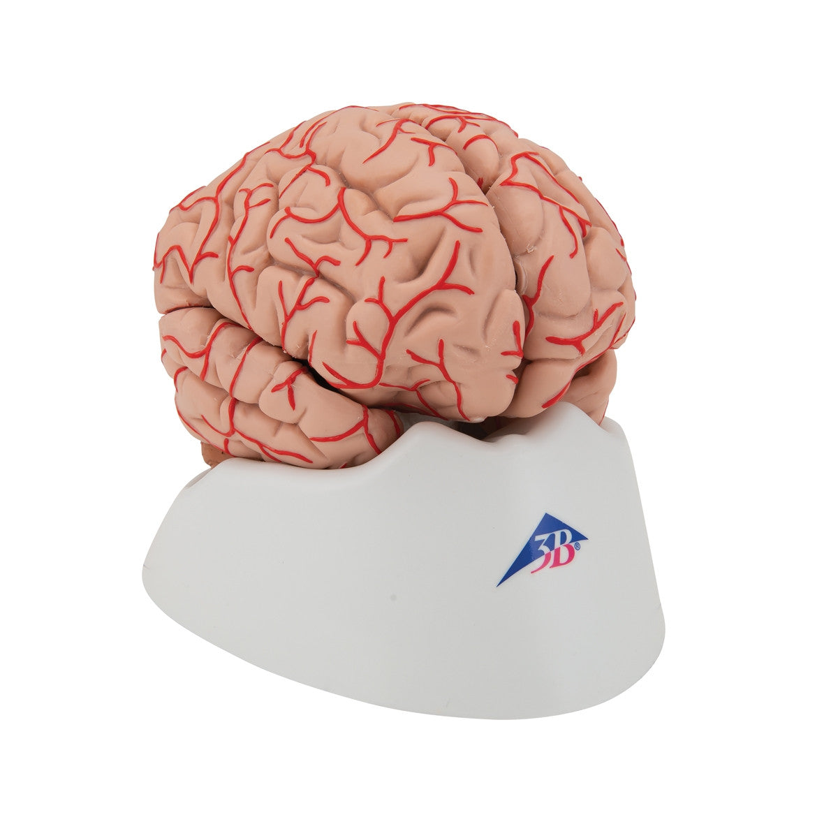 Brain with Arteries Model (9 part)