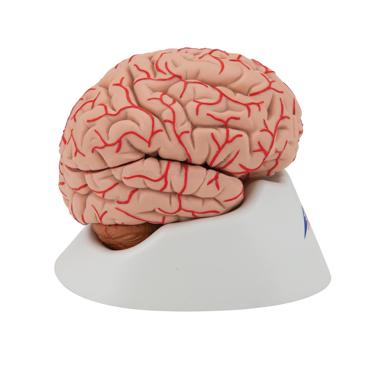 Brain with Arteries Model (9 part)