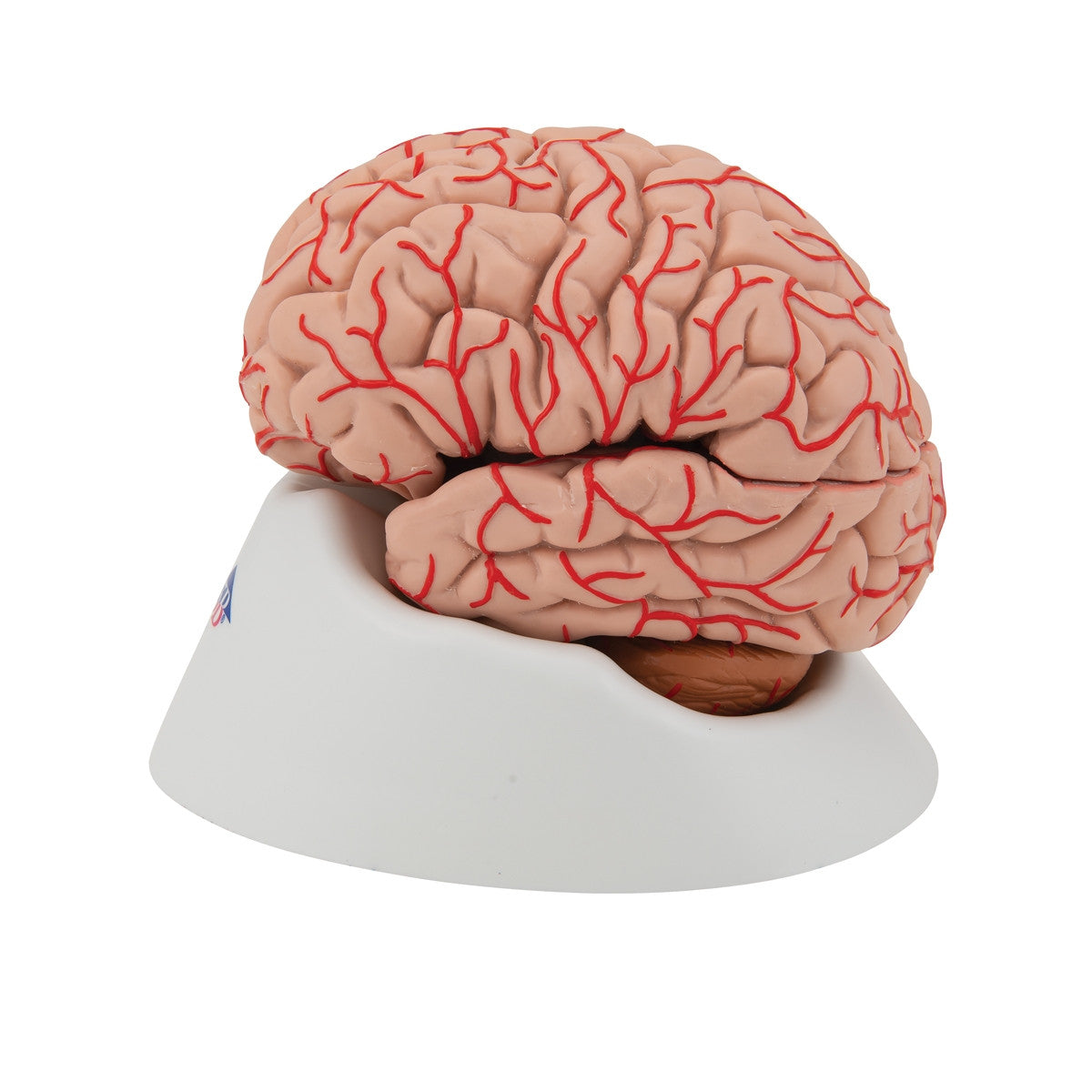 Brain with Arteries Model (9 part)