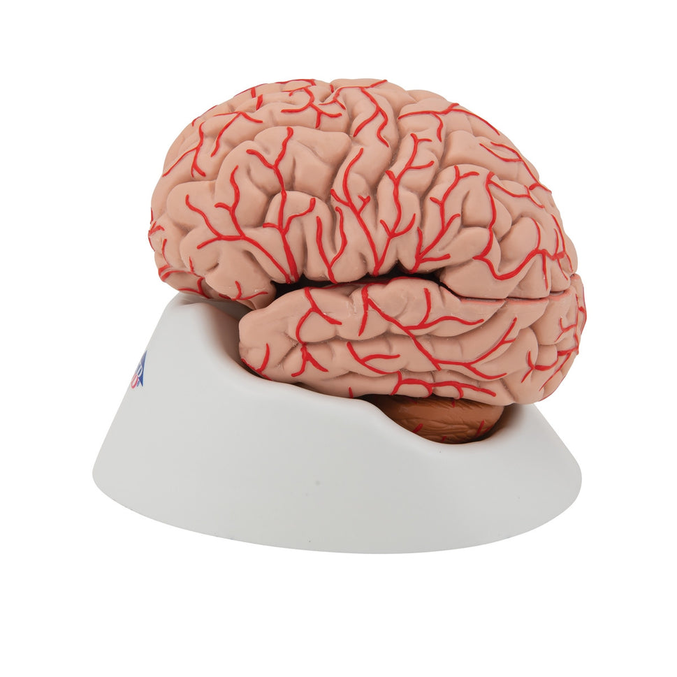 Brain with Arteries Model (9 part)