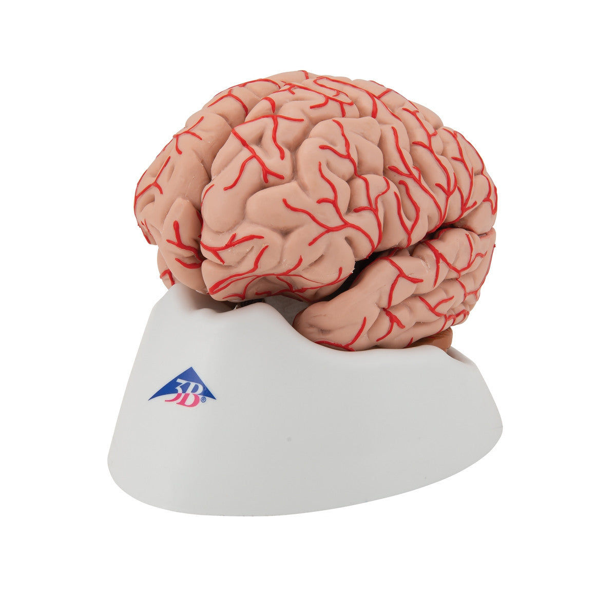 Brain with Arteries Model (9 part)