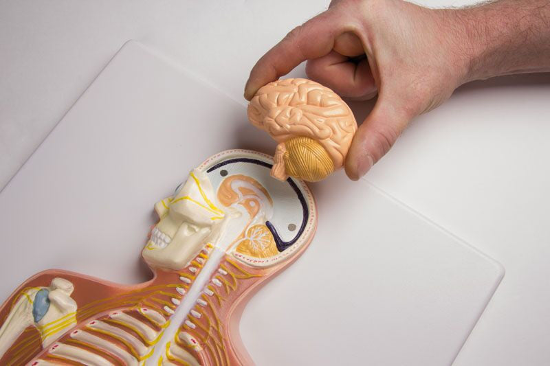 Nervous System Relief Model (1/2 life size)