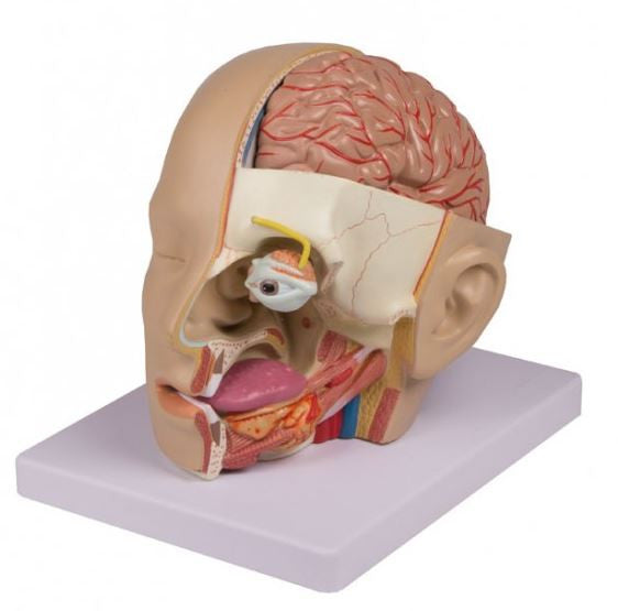 Head Model (4 parts)