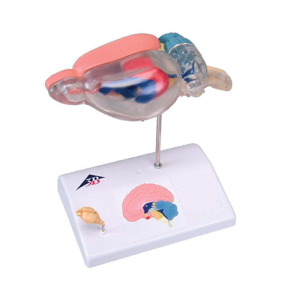 Rat Brain Comparative Anatomy Model (6 times life size)