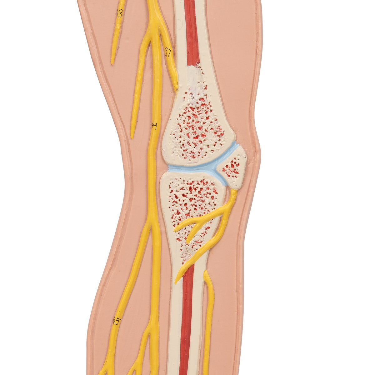 Nervous System Model (1/2 Life Size)