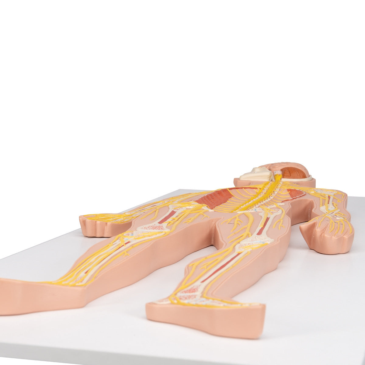Nervous System Model (1/2 Life Size)