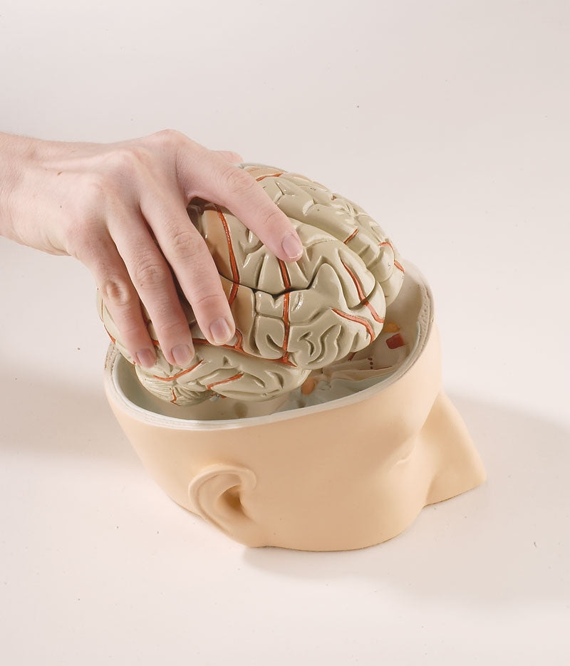 Base of Head Model with Brain (7 part)