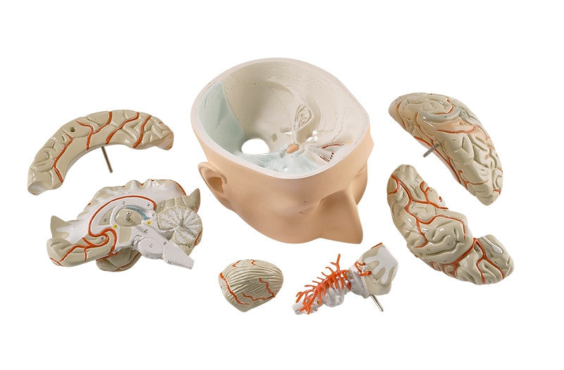 Base of Head Model with Brain (7 part)