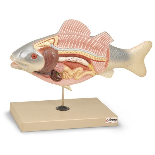 Fish Anatomy Model | Fish Dissection Display | TBA1671-ZM0019 ...