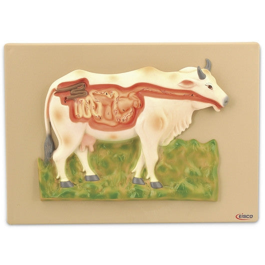 Cow Digestive System Model