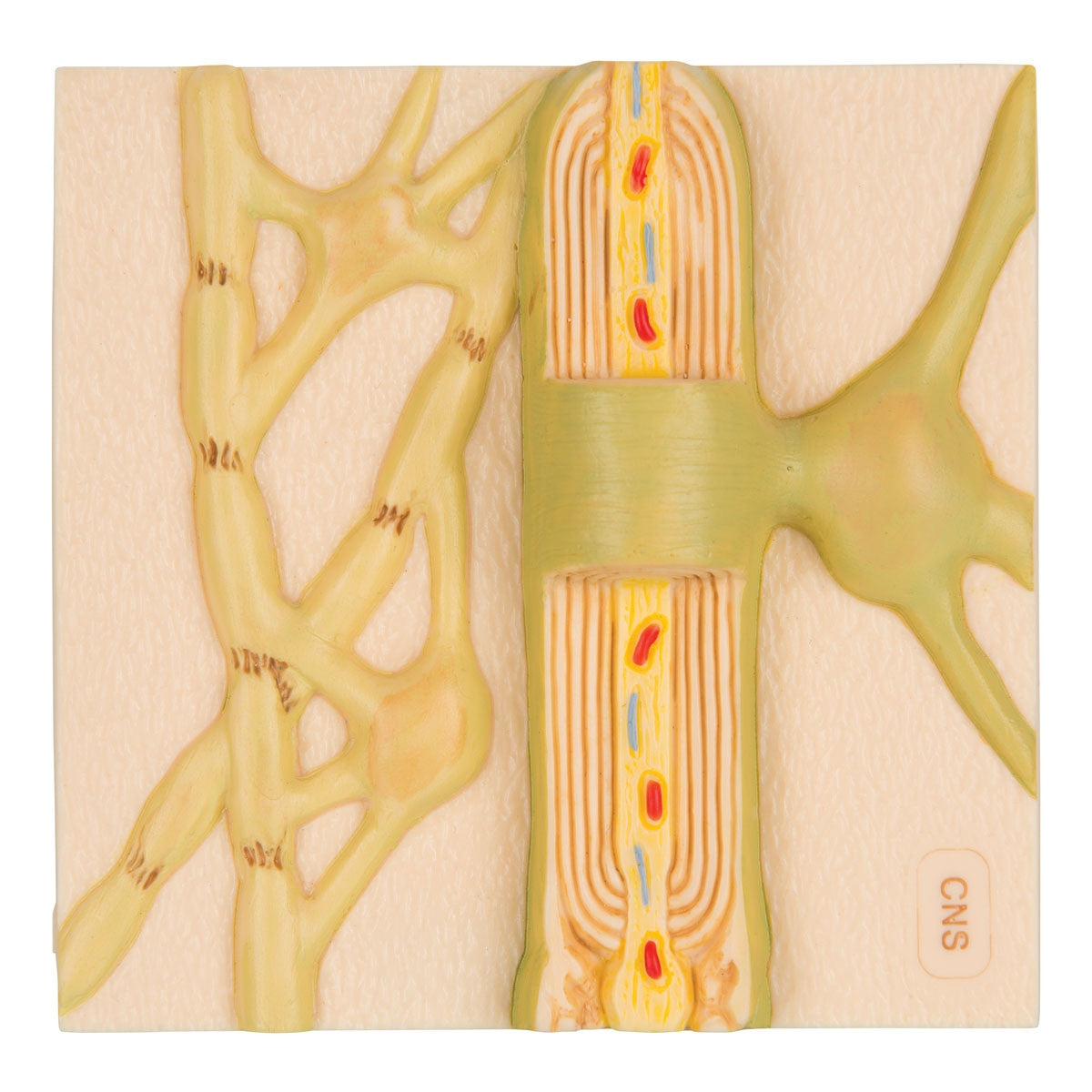 Myelin Sheaths of the CNS Model