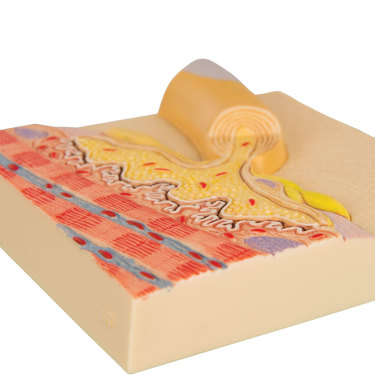 Motor End Plate Model