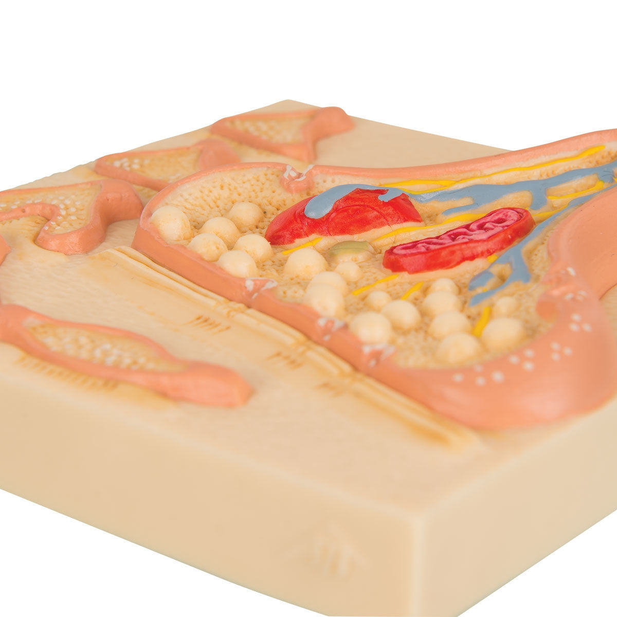 Synapse Model