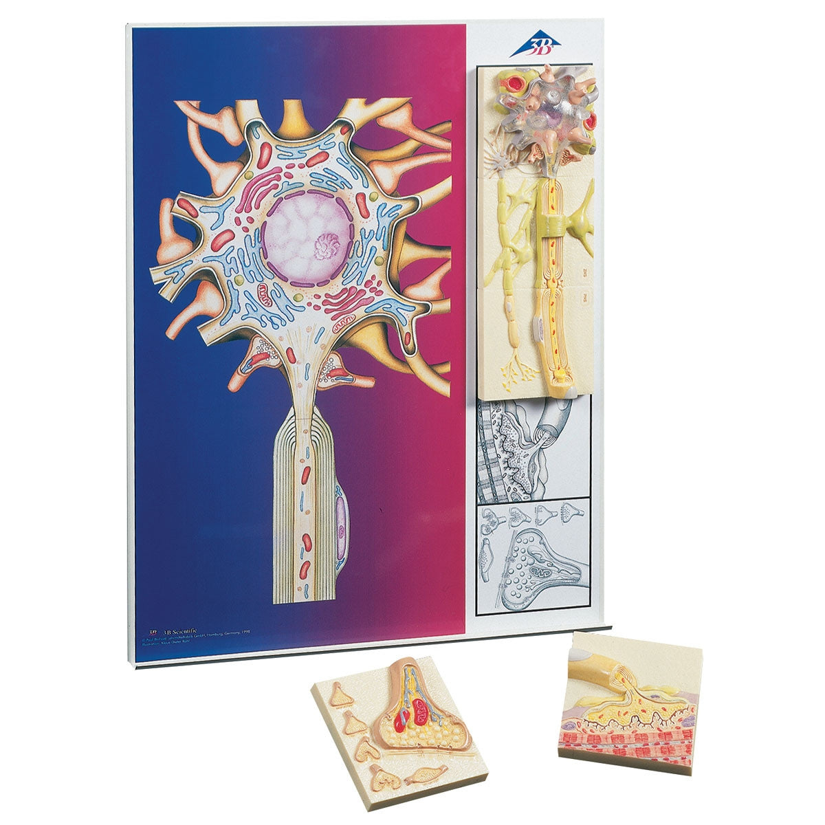 Physiology of Nerves' Model Series (5 part)