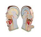 Switch Separated halves of the medially divided head and neck model 2 image