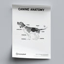 Switch Canine Anatomy Poster PDF 2 image