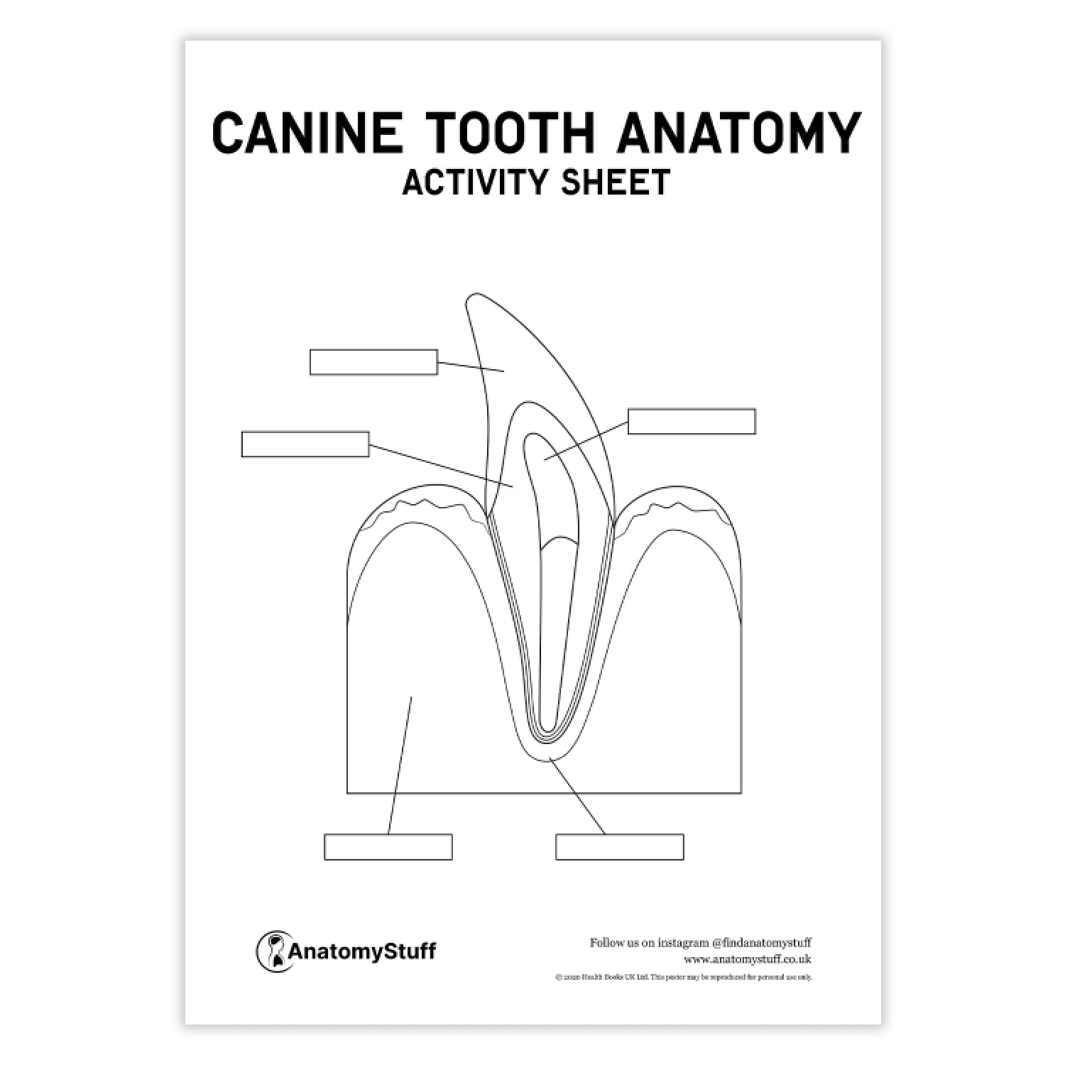 Canine Dental Anatomy Activity Sheet PDF AnatomyStuff Canine dental anatomy activity sheet pdf anatomystuff