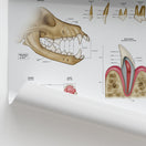 Switch Canine Dental Anatomy Chart / Poster 2 image
