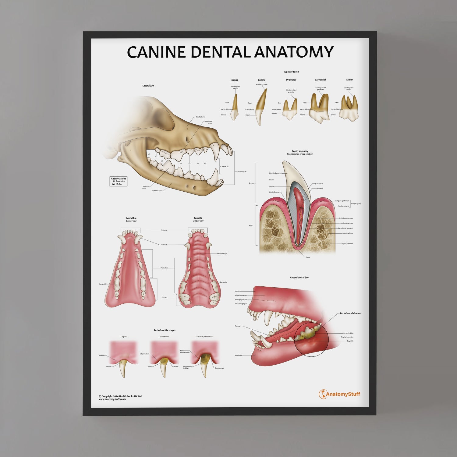 Canine Dental Anatomy Chart | Dog Teeth Jaw Poster – AnatomyStuff
