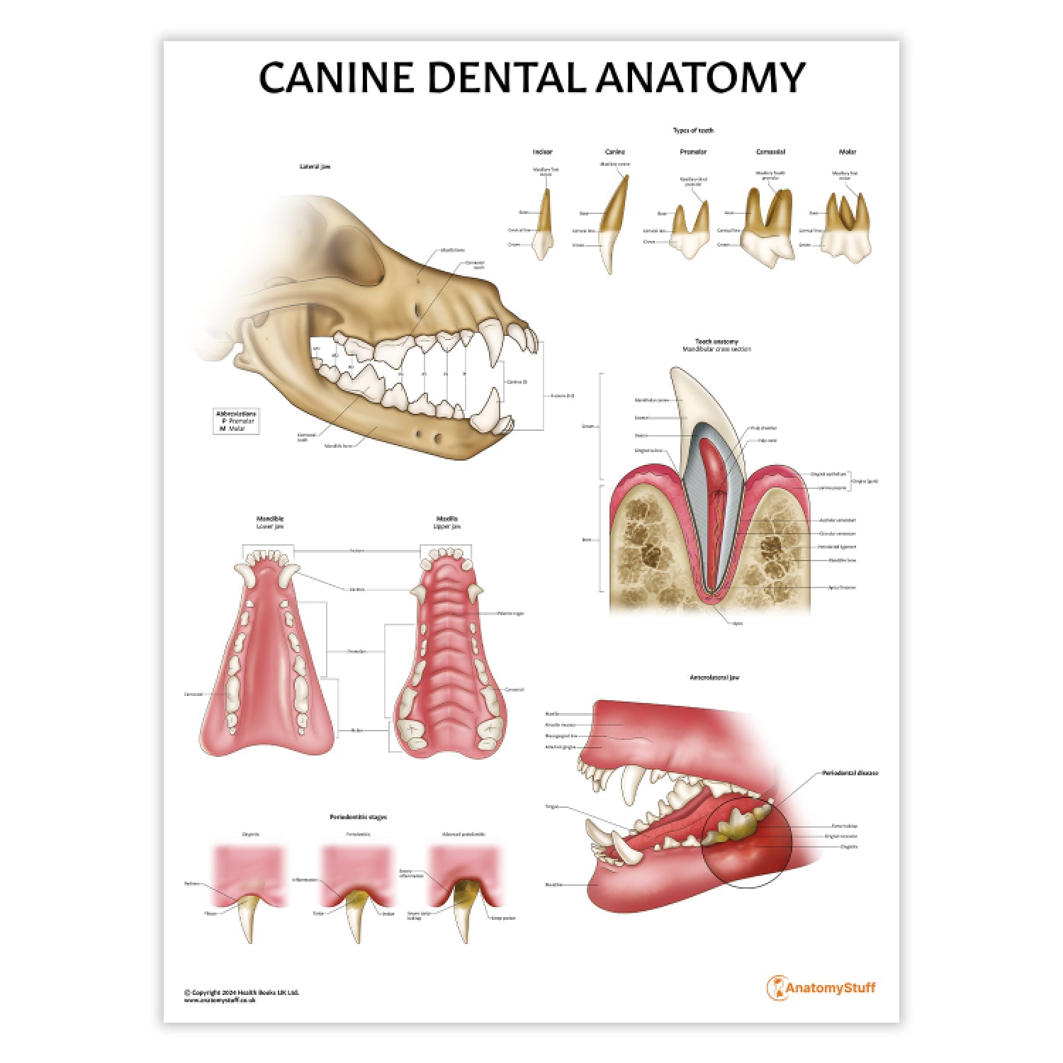 Canine Dental Anatomy Chart | Dog Teeth Jaw Poster – AnatomyStuff