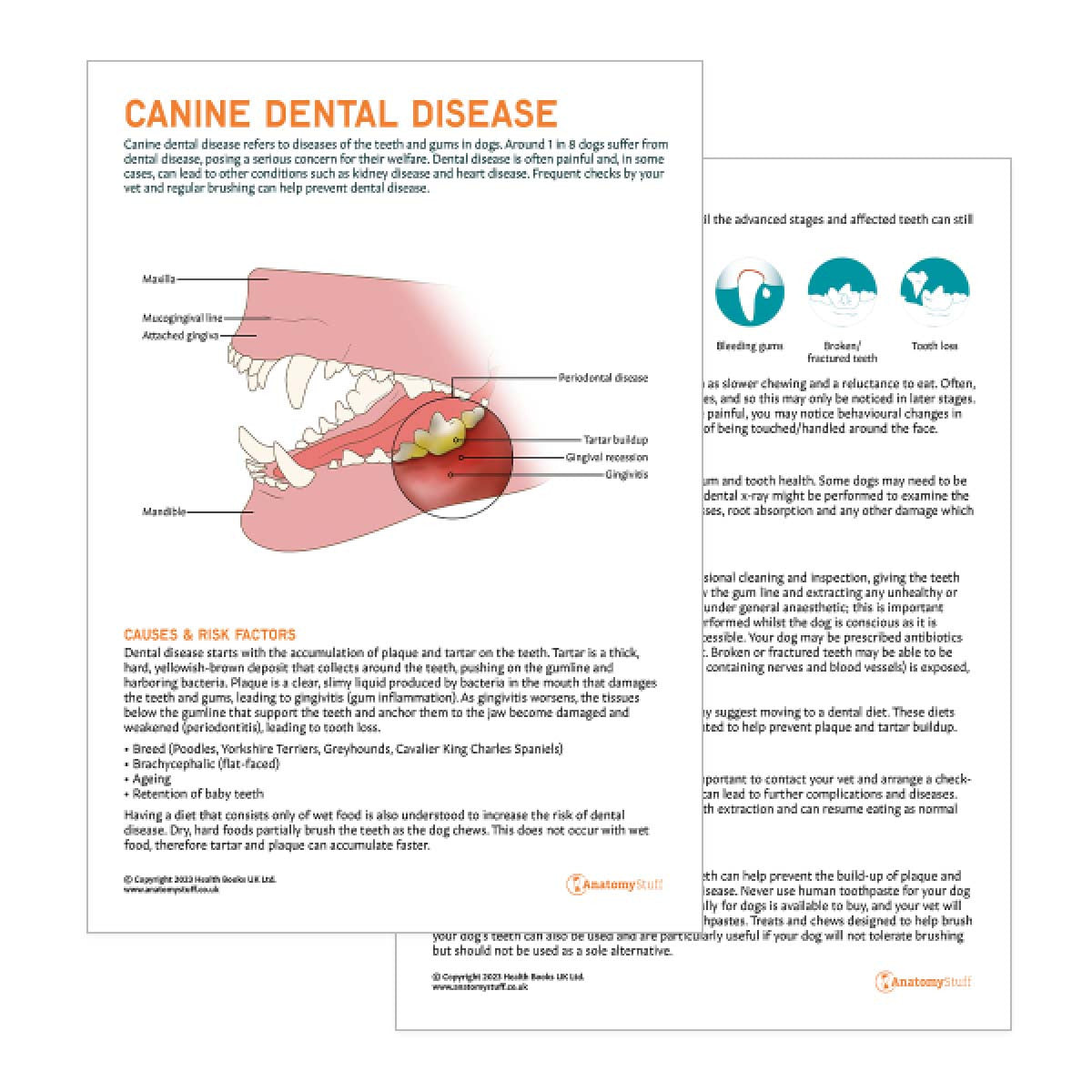 Dog Dental Disease Pet Owner Education Handout