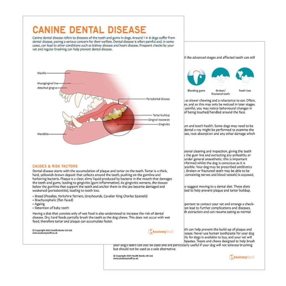 Canine Dental Disease Pet Owner Education Handout (Printable PDF)
