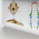 Switch Canine Dental Map Chart / Poster 2 image
