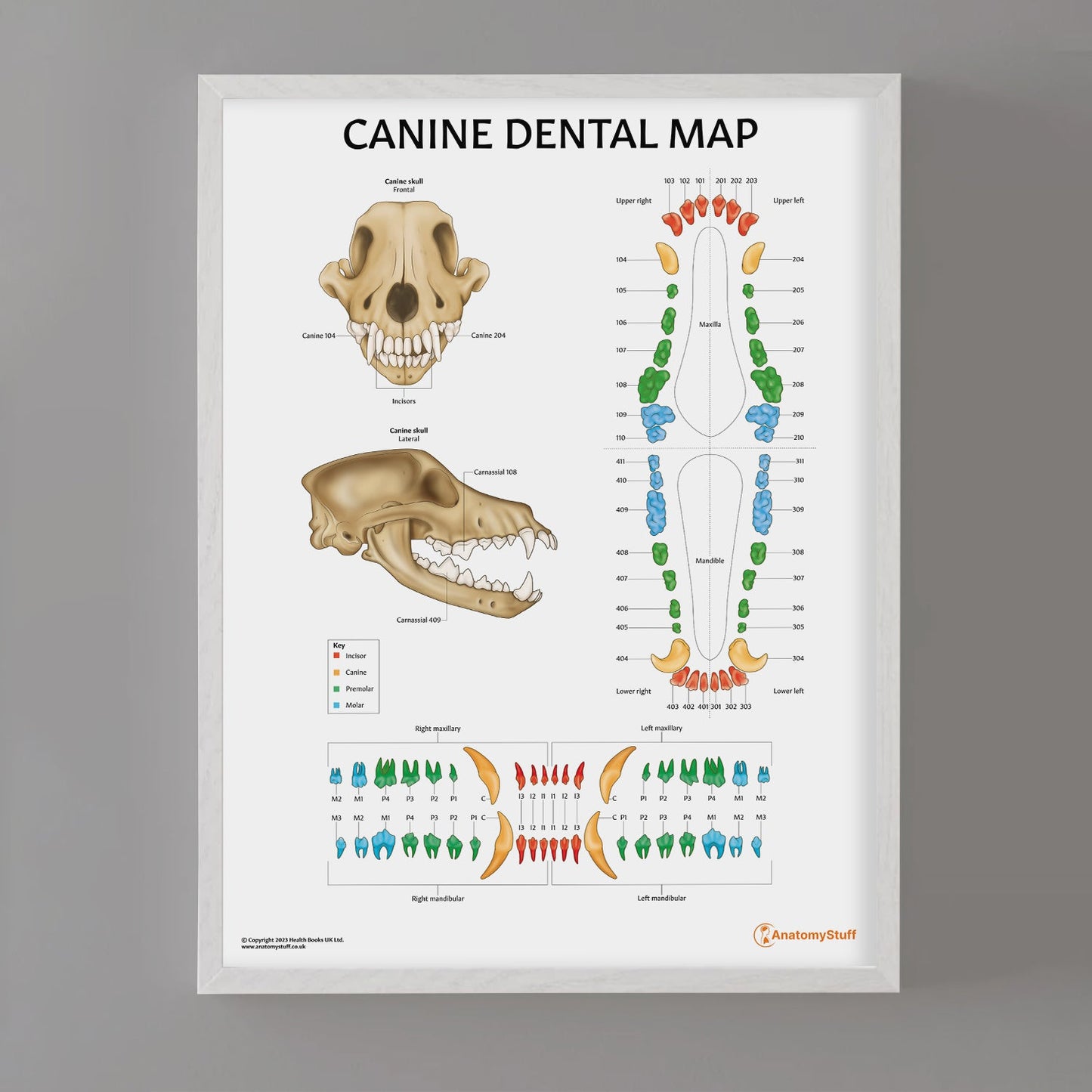 Canine Dental Map Chart / Poster - Part of Collection