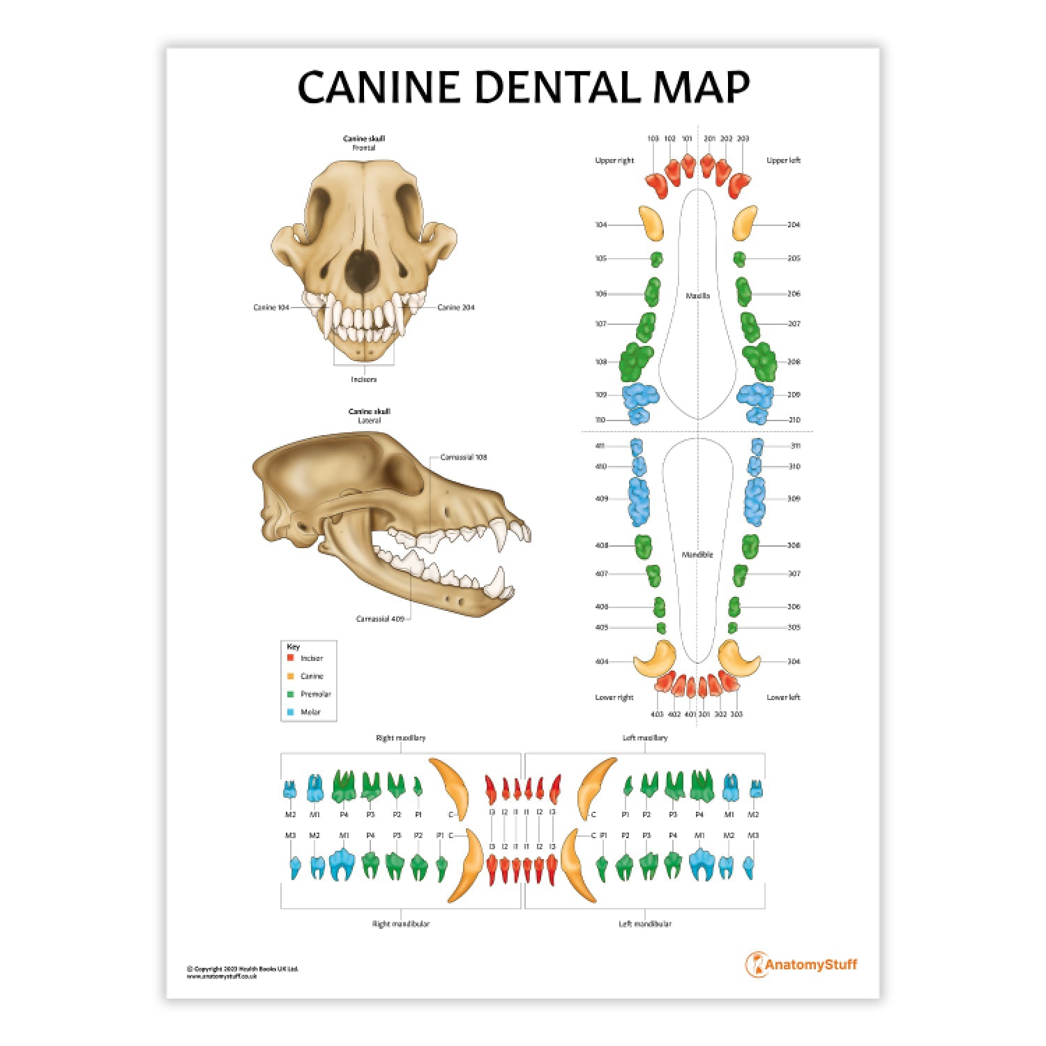 Canine Dental Map Chart / Poster - Part of Collection