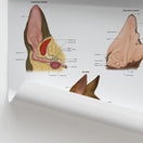 Switch Canine Ear Anatomy Chart / Poster 2 image