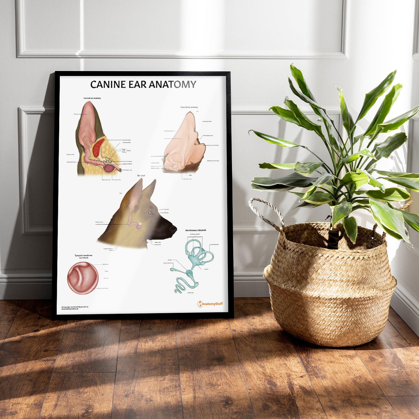 Canine Ear Anatomy Chart / Poster