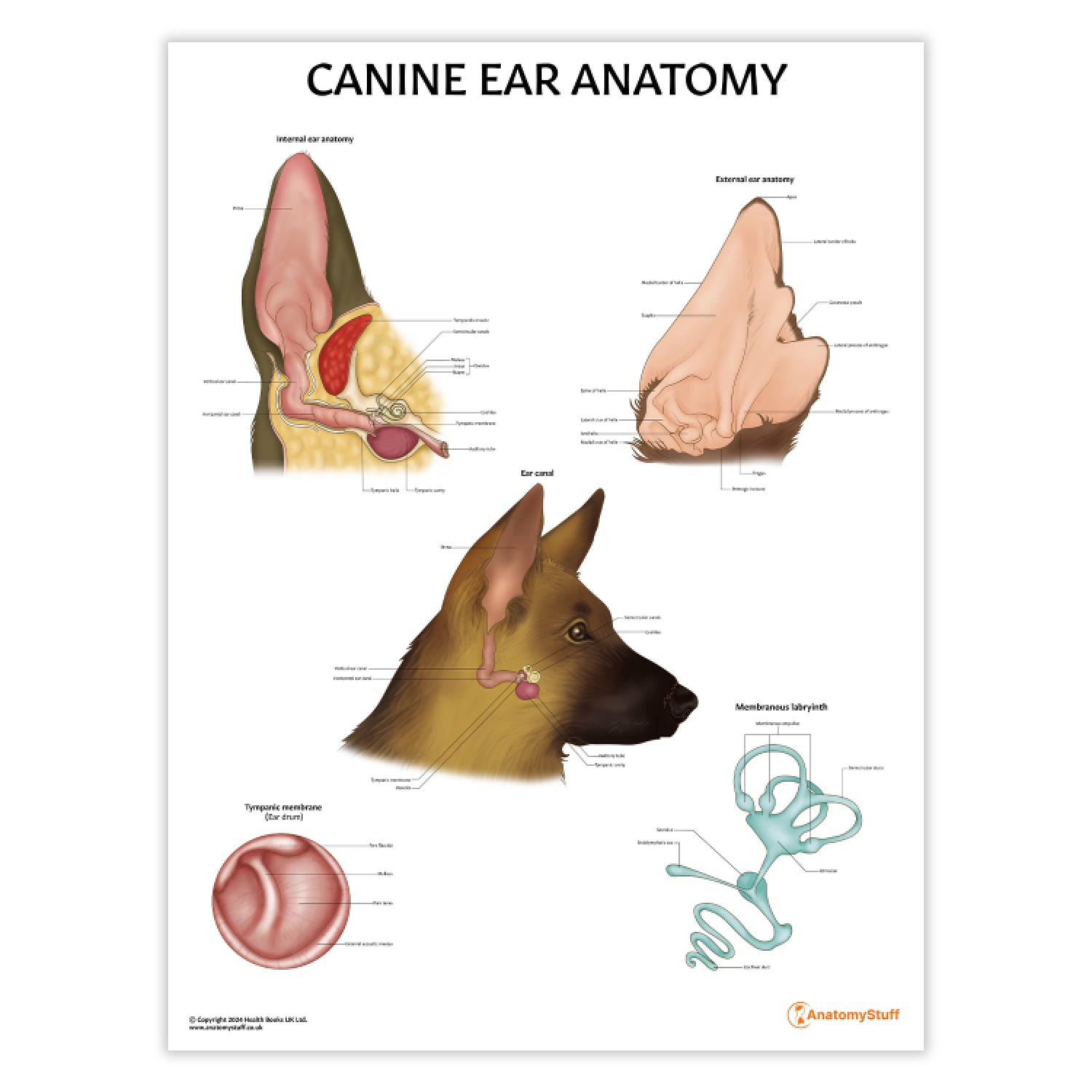 Canine Ear Anatomy Chart / Poster - Part of Collection