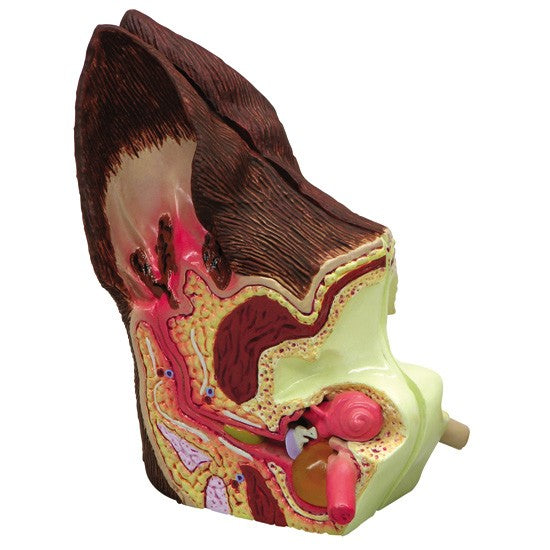 Canine Ear Model - Normal/Infected