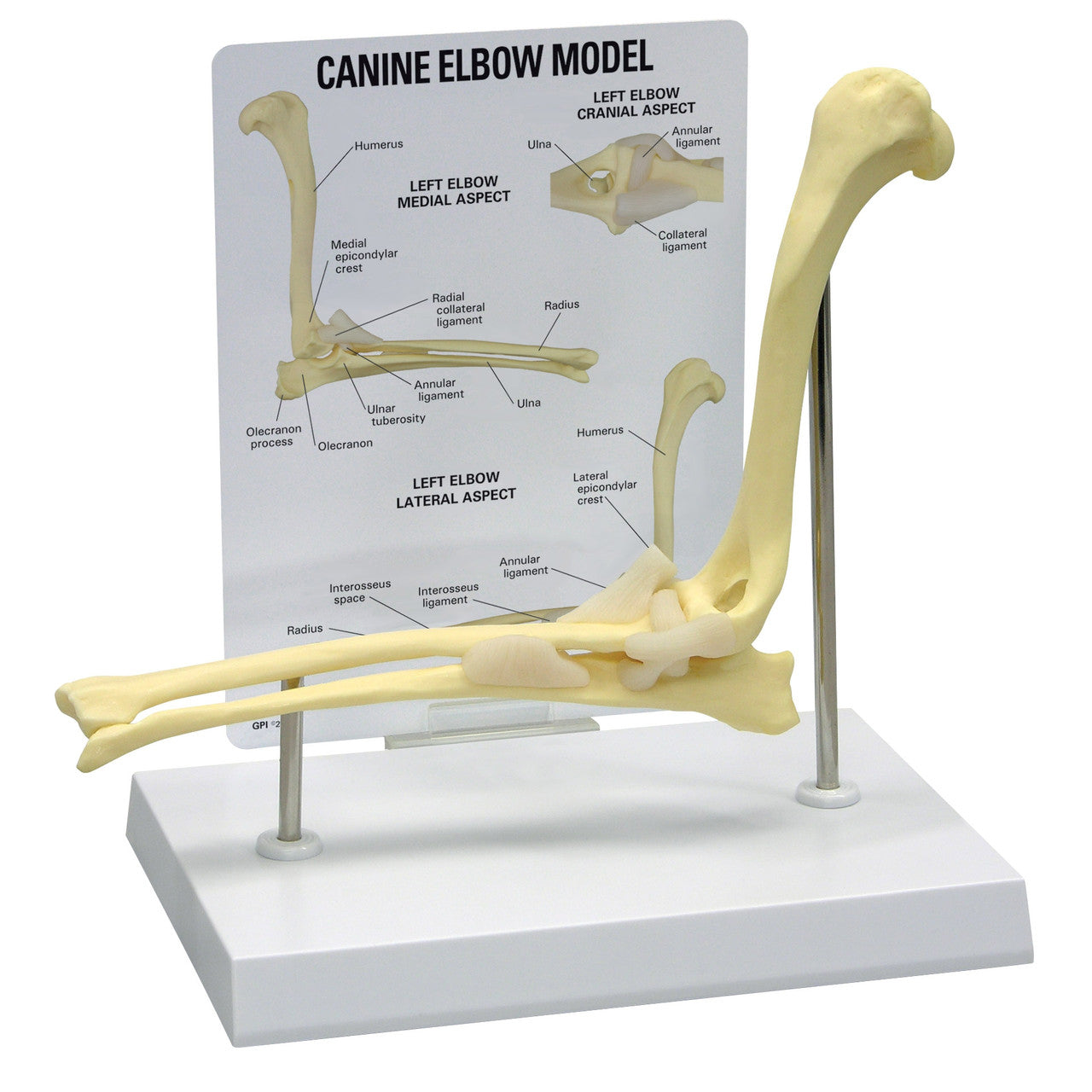 Canine Joint Model Collection (5 Part)