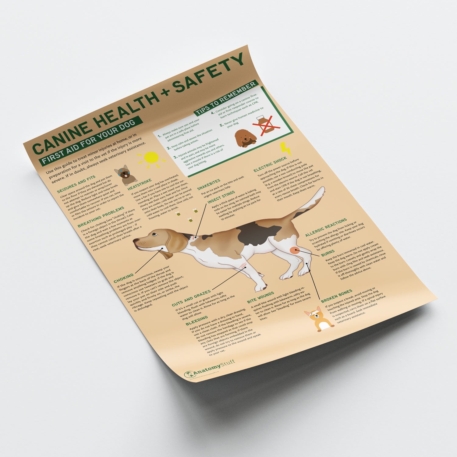 Canine Health & Safety: First Aid for Your Dog Chart / Poster