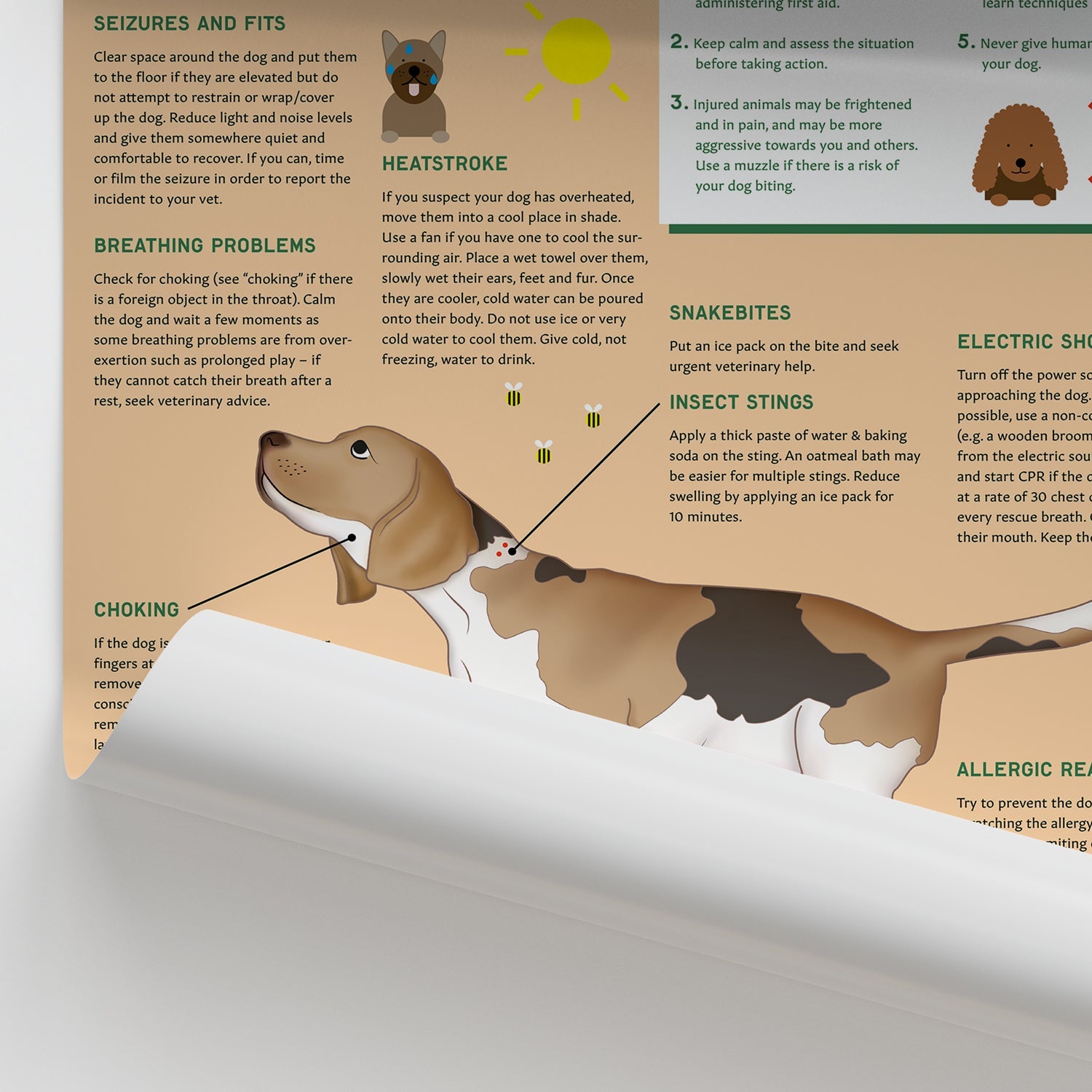 Canine Health & Safety: First Aid for Your Dog Chart / Poster