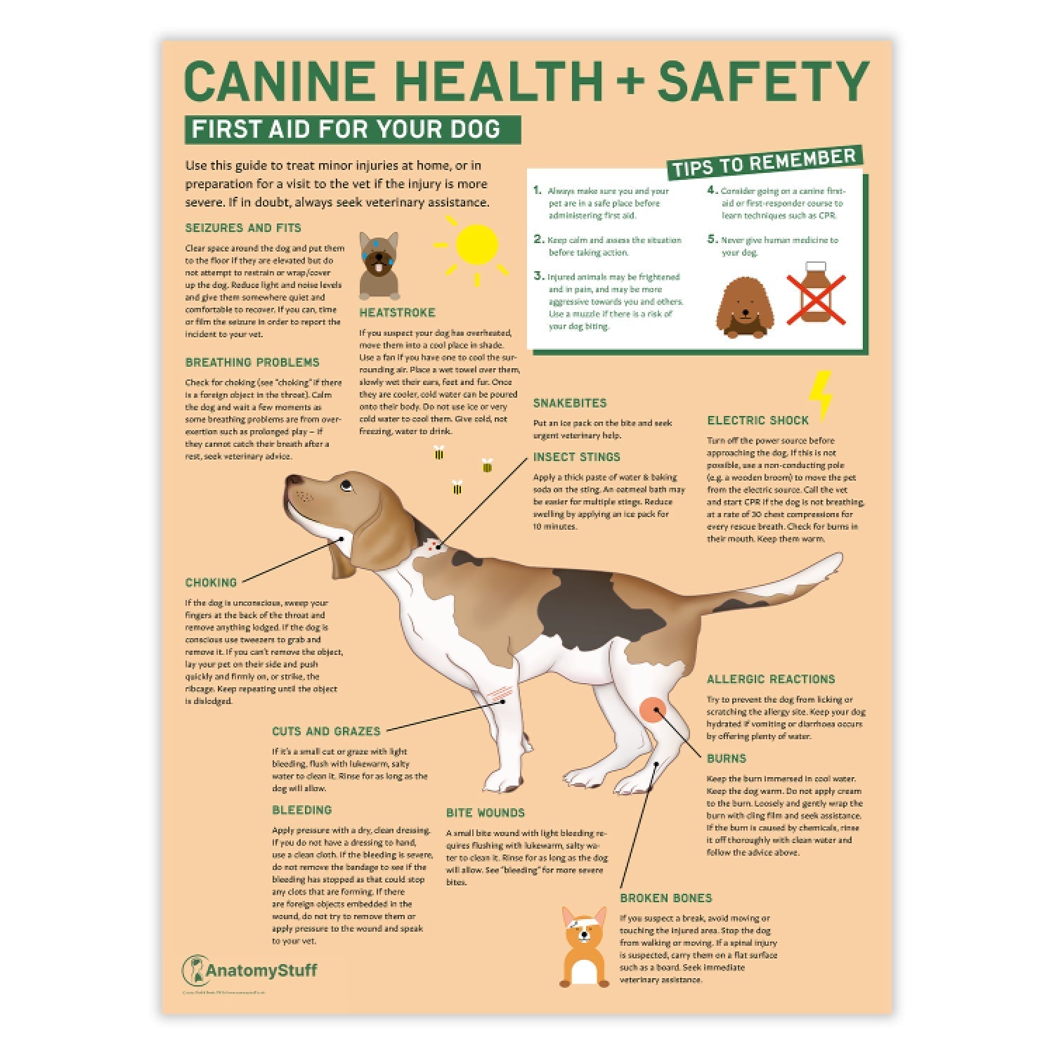 Canine Health & Safety: First Aid for Your Dog Chart / Poster - Part of Collection