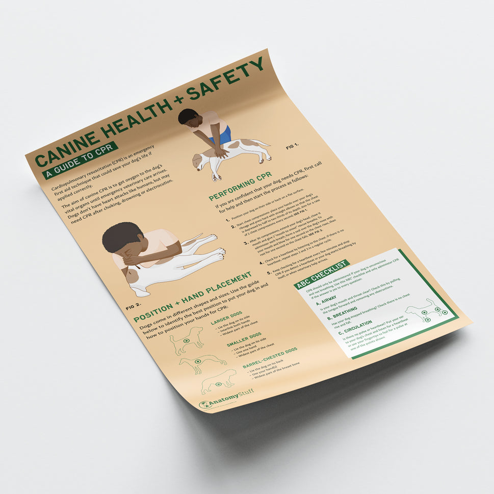 Canine Health & Safety: A Guide to CPR for Dogs Chart /  Poster