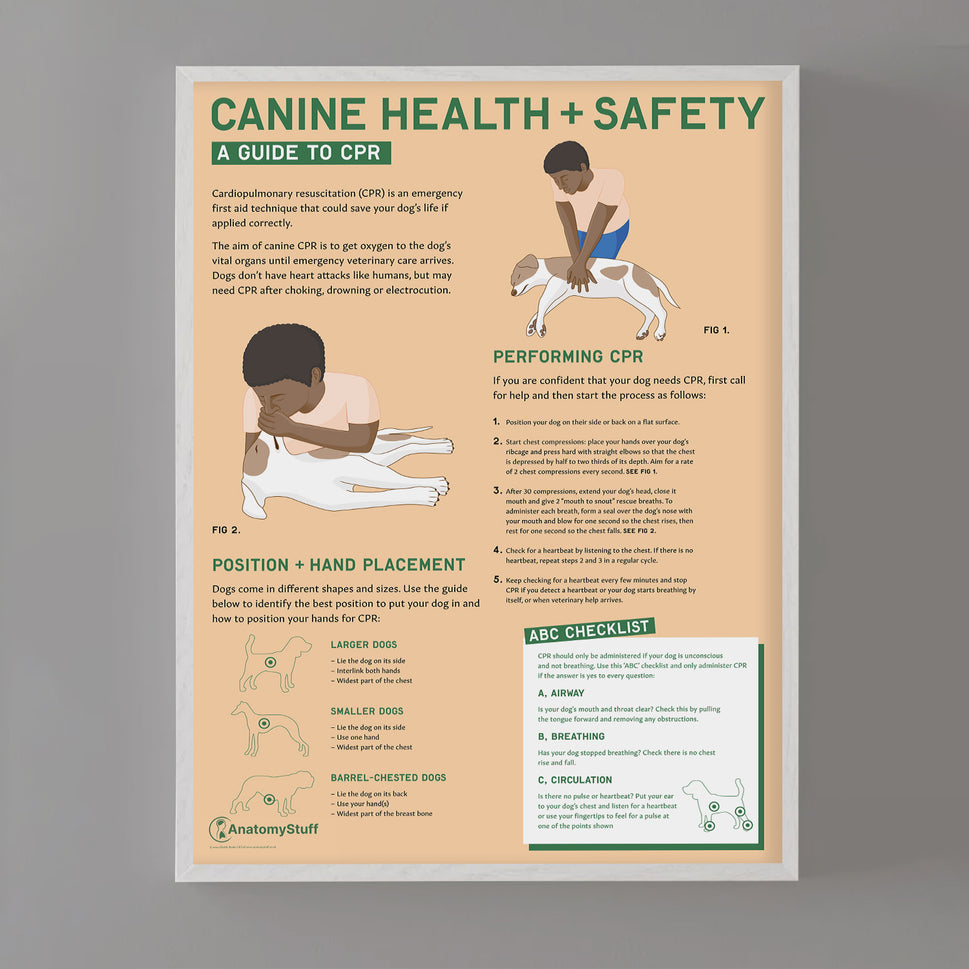 Canine Health & Safety: A Guide to CPR for Dogs Chart /  Poster