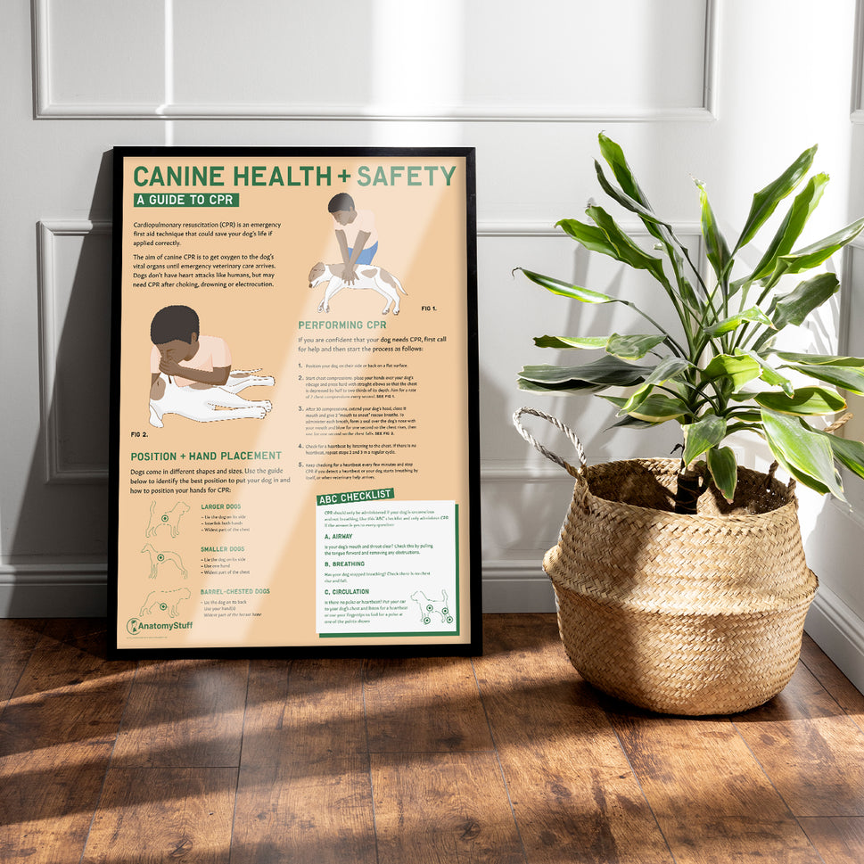 Canine Health & Safety: A Guide to CPR for Dogs Chart /  Poster