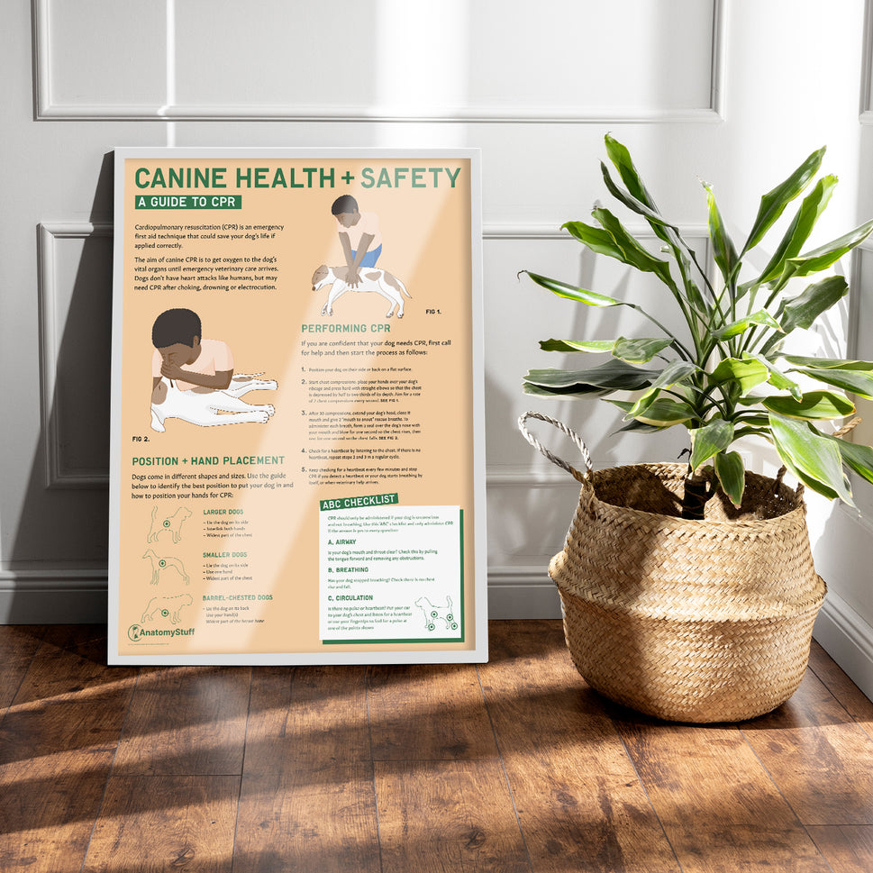 Canine Health & Safety: A Guide to CPR for Dogs Chart /  Poster