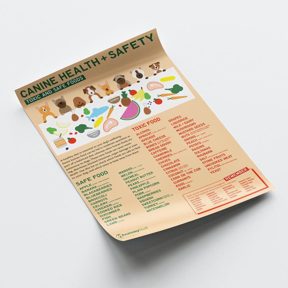 Canine Health & Safety: Toxic and Safe Foods Chart /  Poster