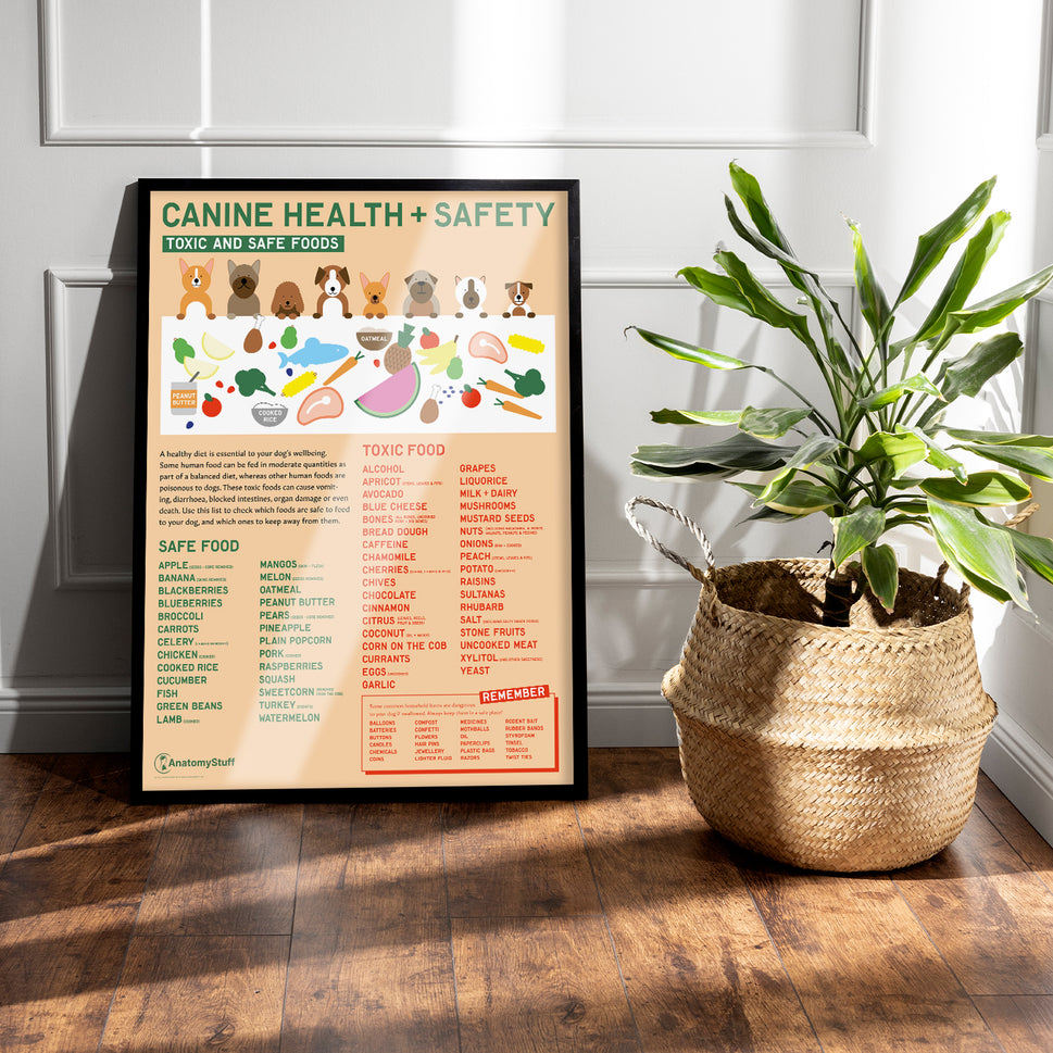 Canine Health & Safety: Toxic and Safe Foods Chart /  Poster