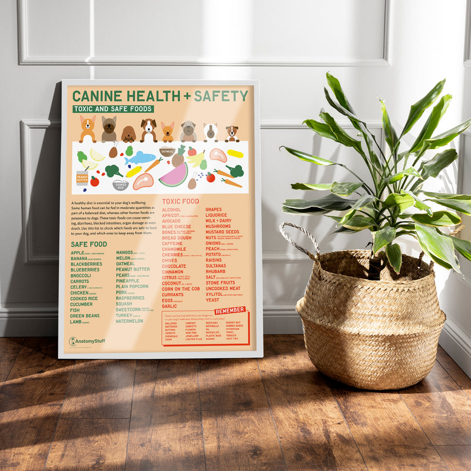 Canine Health & Safety: Toxic and Safe Foods Chart /  Poster
