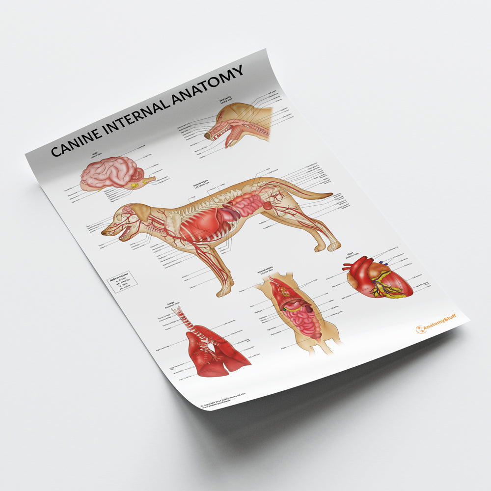 Canine Internal Anatomy Chart / Poster - Part of Collection