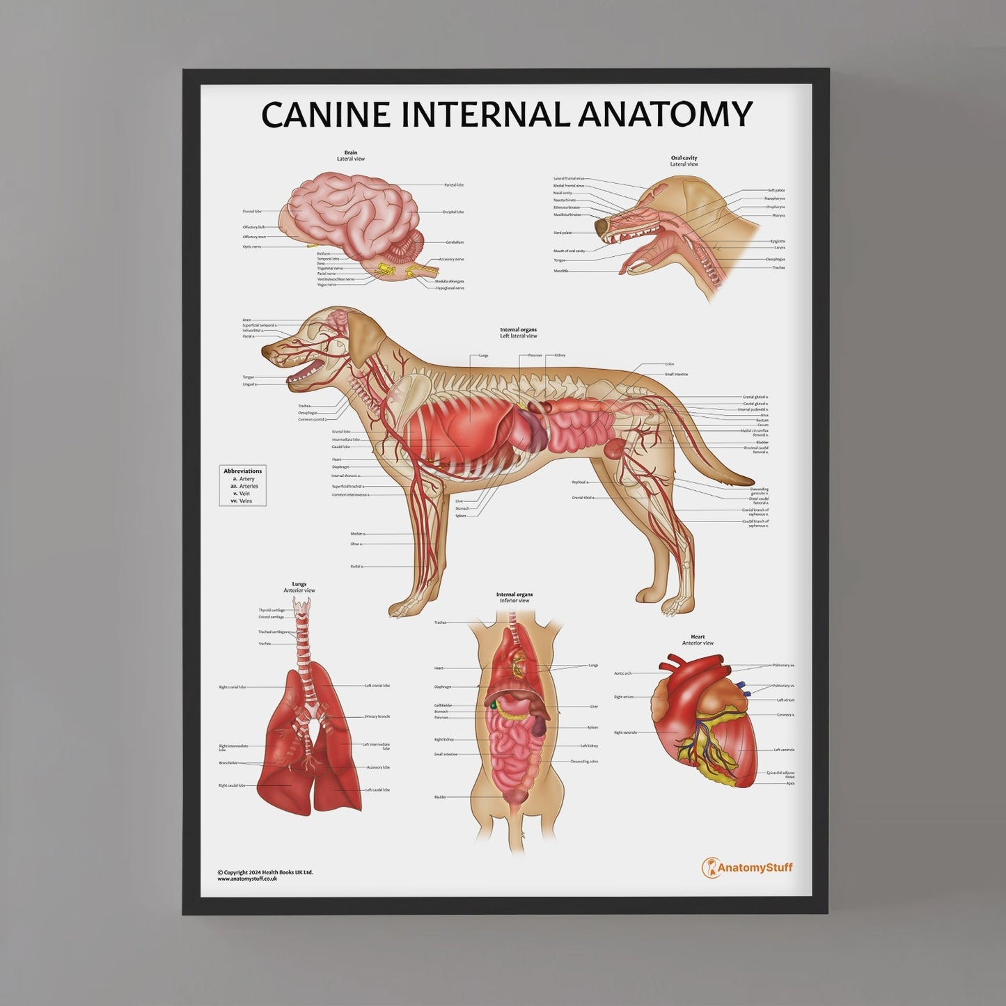 Canine Internal Anatomy Chart / Poster - Part of Collection