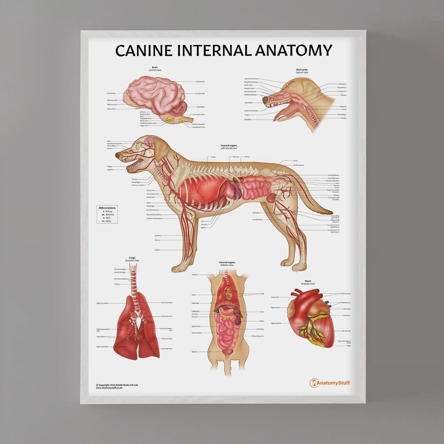 Canine Internal Anatomy Chart / Poster - Part of Collection